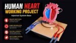 DIY Human Heart Working Model Using Syringe | Biology Science Project Kit for School Exhibition