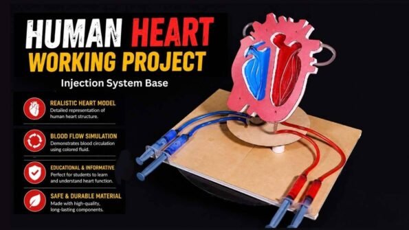 DIY Human Heart Using Syringe – mrtechbox.com