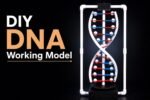 DNA Structure Model Kit for School Science Project | Biology Exhibition Project