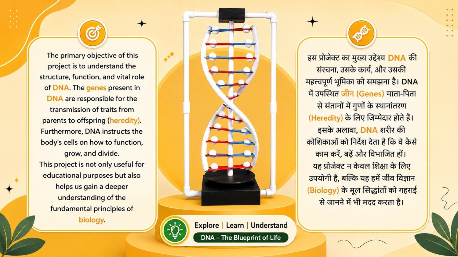 DNA Structure Model Kit for School Science Project | Biology Exhibition Project